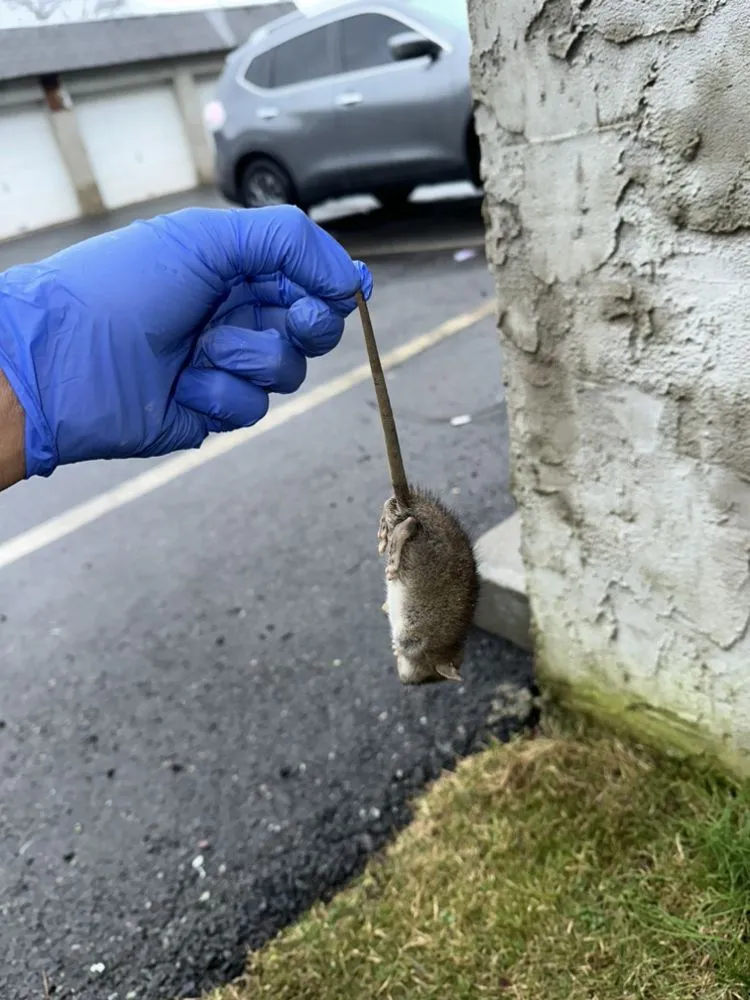 Gloved technician holding a rodent removed from the edge of a parking area
