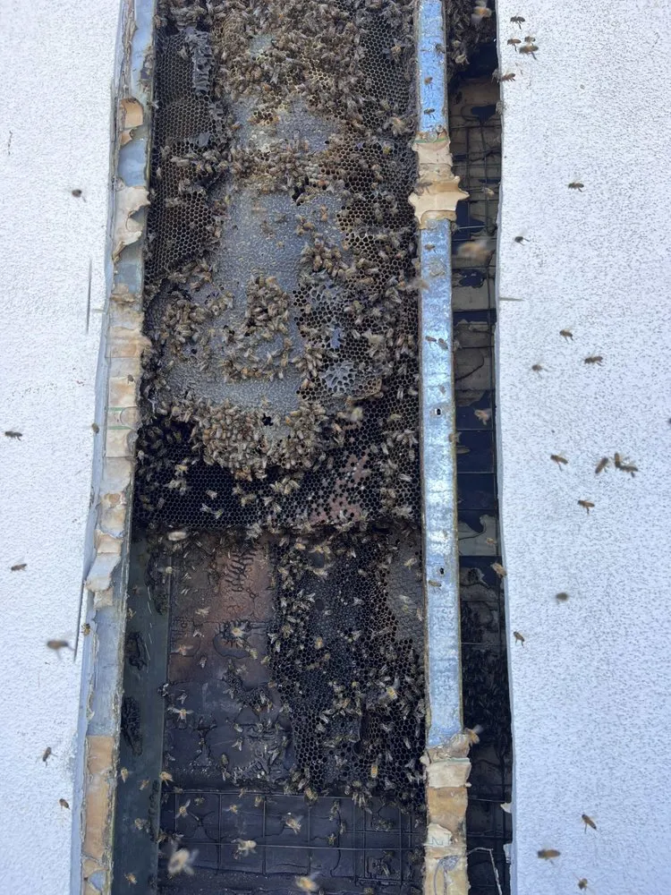 Comb and colony exposed inside a narrow wall void during a live removal