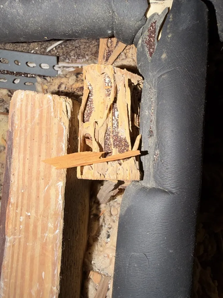 Structural framing eaten hollow from the inside by eastern subterranean termites