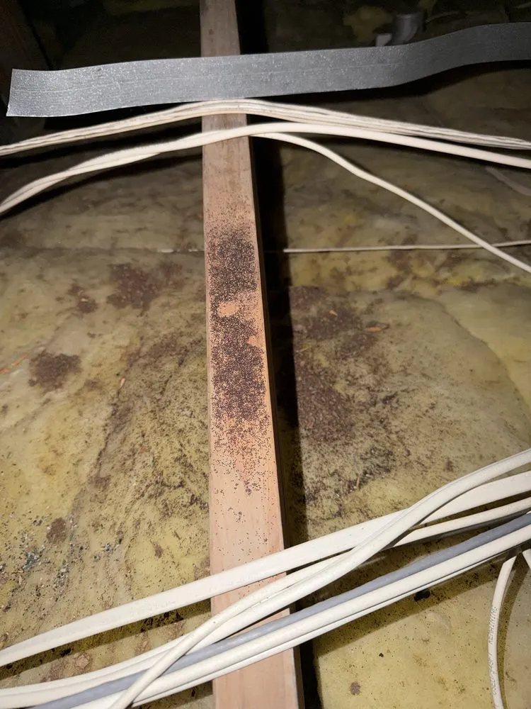 Heavy mouse droppings along an attic rafter, marking a well-used travel route