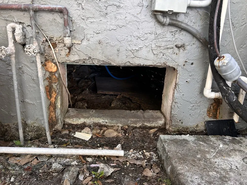 Open foundation vent and damp sub-floor, the route American cockroaches use to reach a cellar