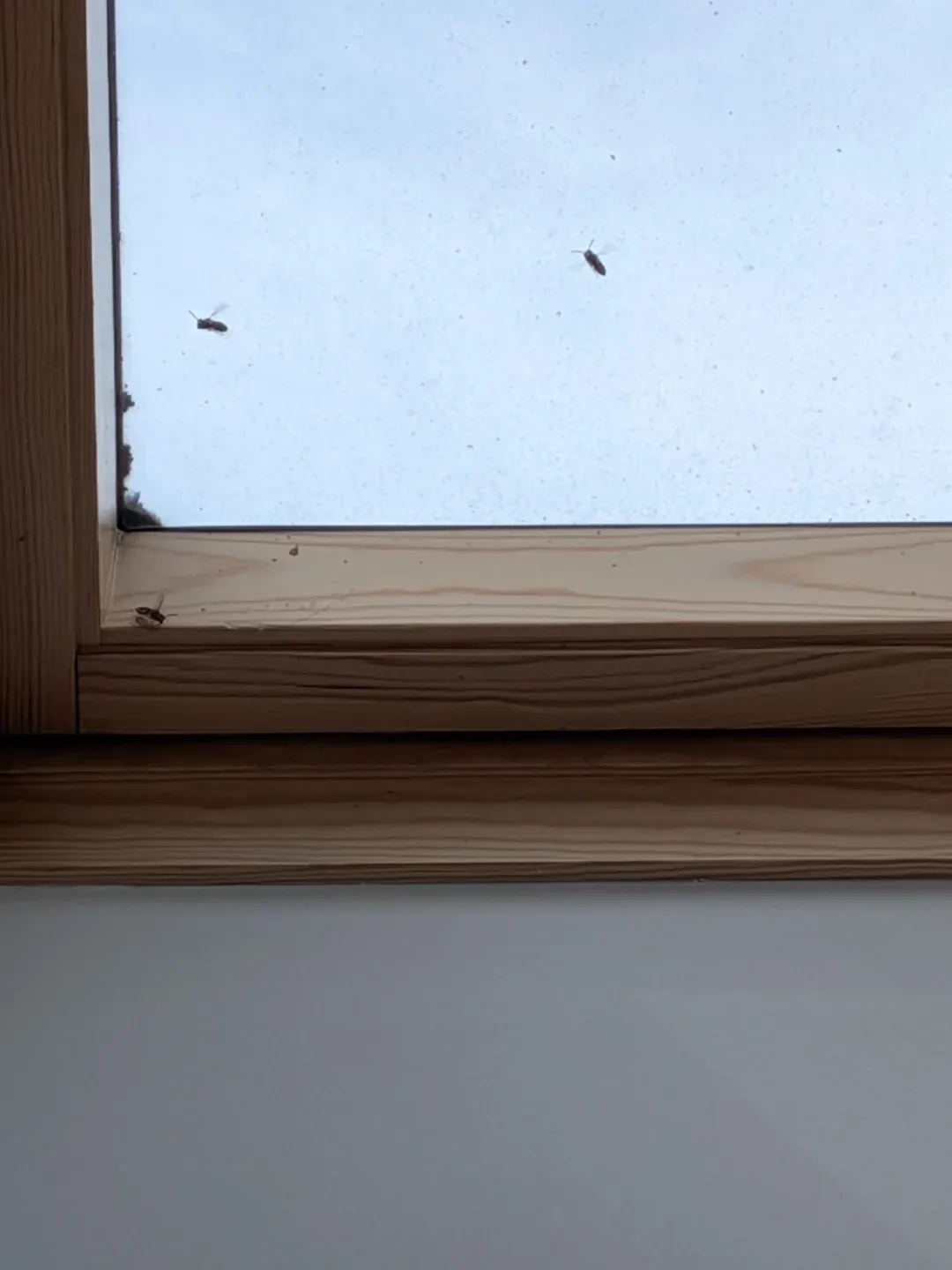Small insects collecting on an interior window sill and frame