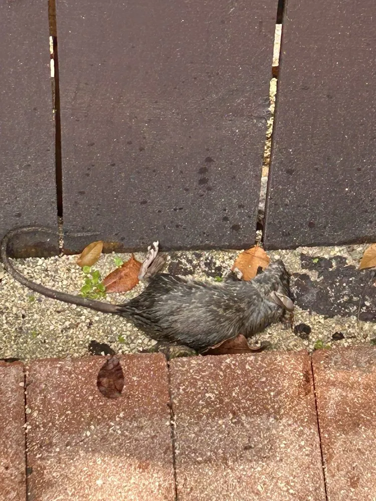 Norway rat recovered beside a foundation edge, confirming an active run on the property