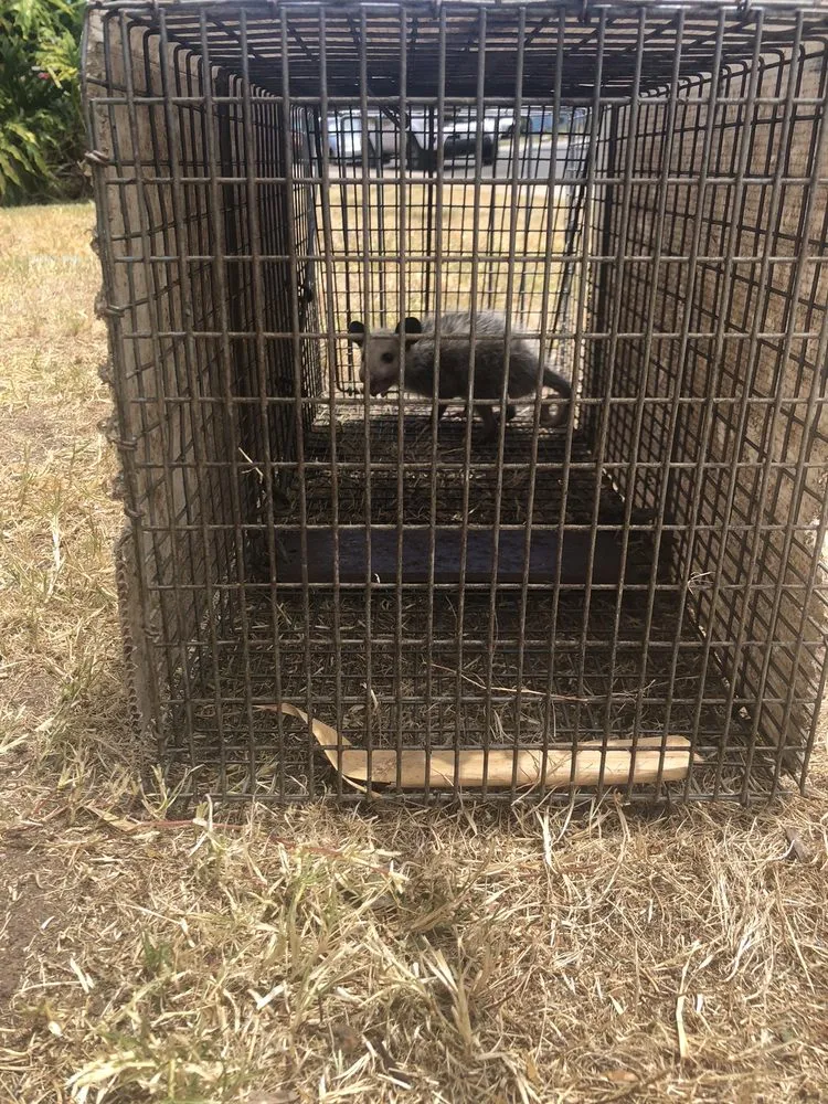 Opossum secured in a humane cage trap, one of the wildlife hosts that carries ticks into a yard
