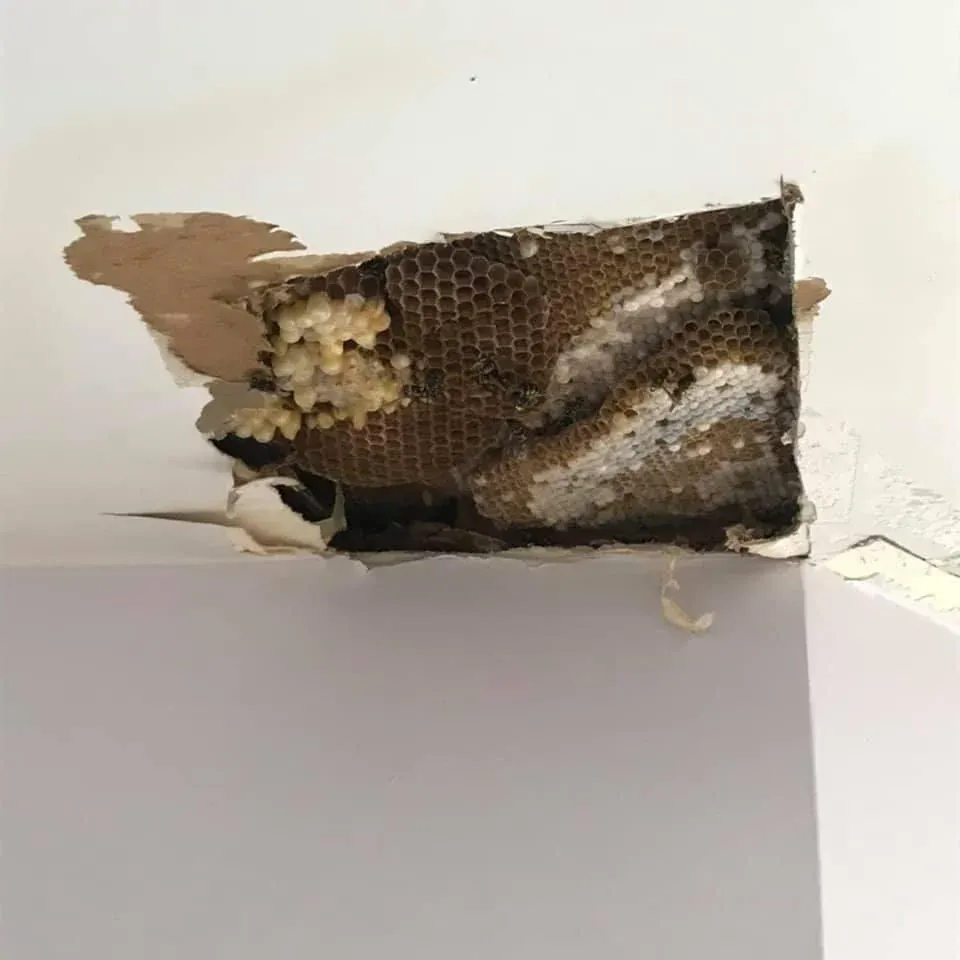 Wall opened up to expose a nest and comb built inside the cavity