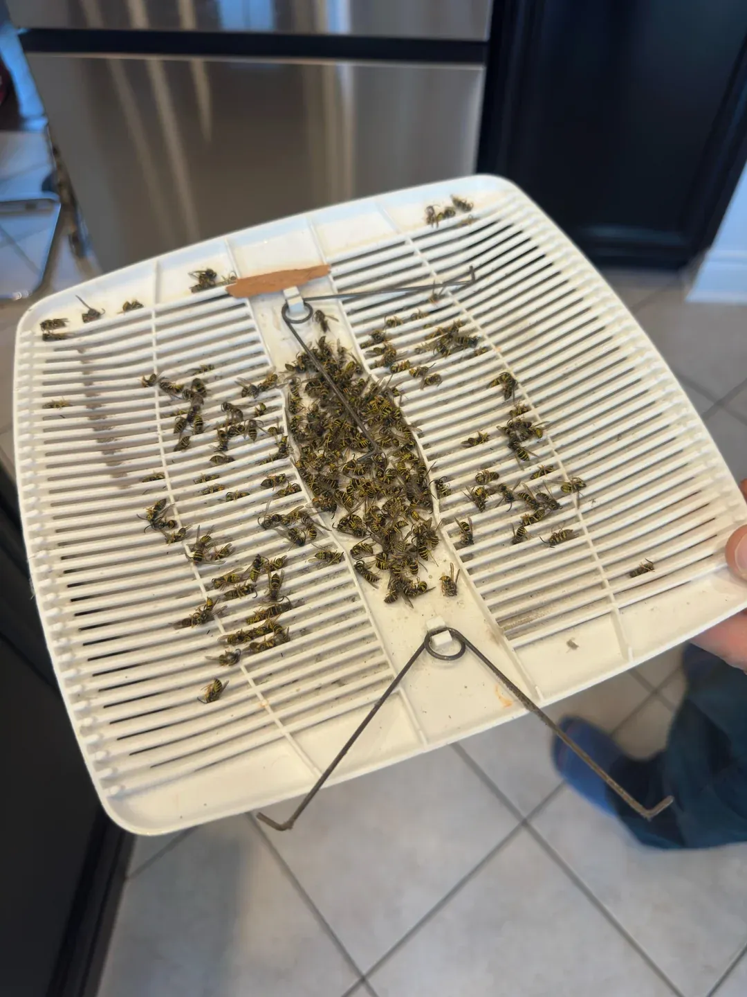 Ceiling light diffuser removed and filled with yellow jackets cleared from a kitchen