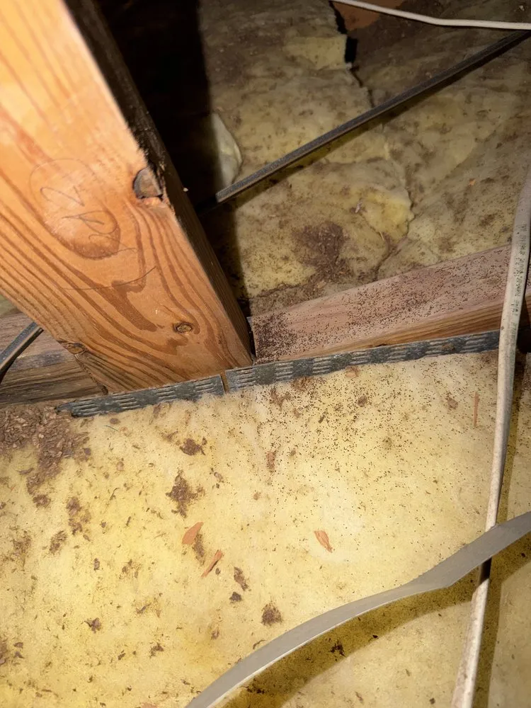 Rodent droppings scattered across attic insulation between ceiling joists