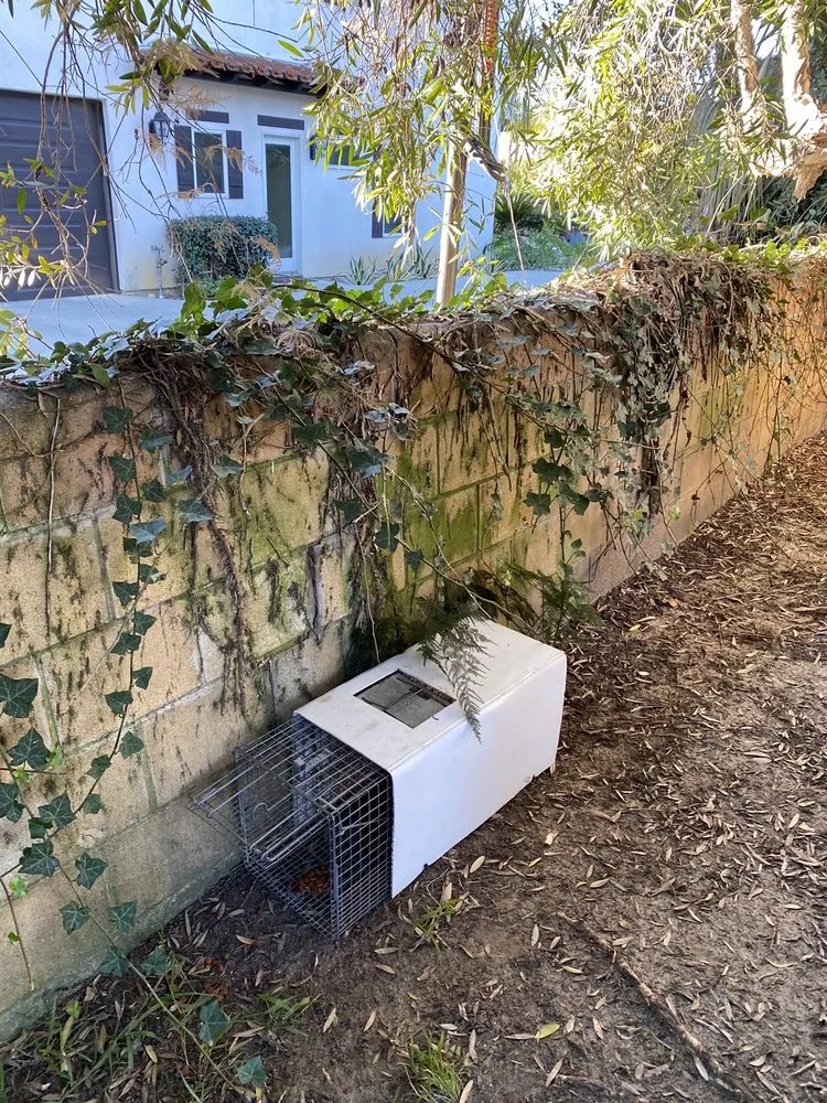 Covered humane trap positioned along an ivy-covered garden wall