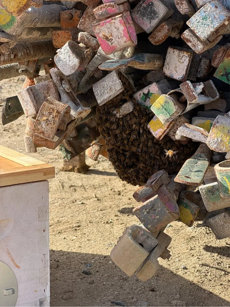Honey bee swarm clustered on stored equipment beside a collection box