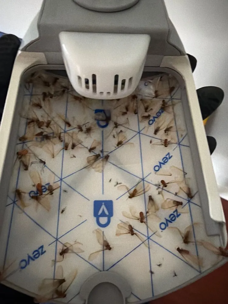Dozens of winged swarmers collected on a glue monitoring trap during a spring flight