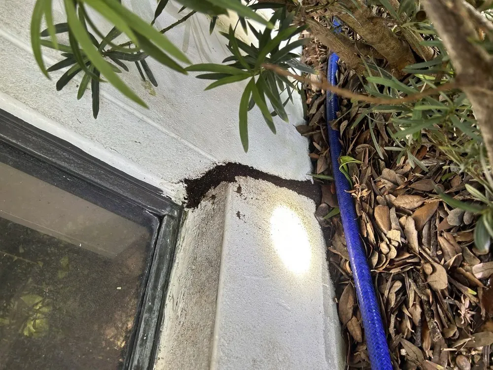 Termite mud tube running up an exterior wall corner beside a window frame