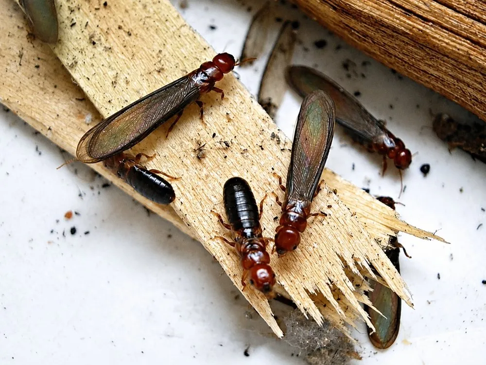 Winged termite swarmers and a dark worker on splintered wood from an active colony