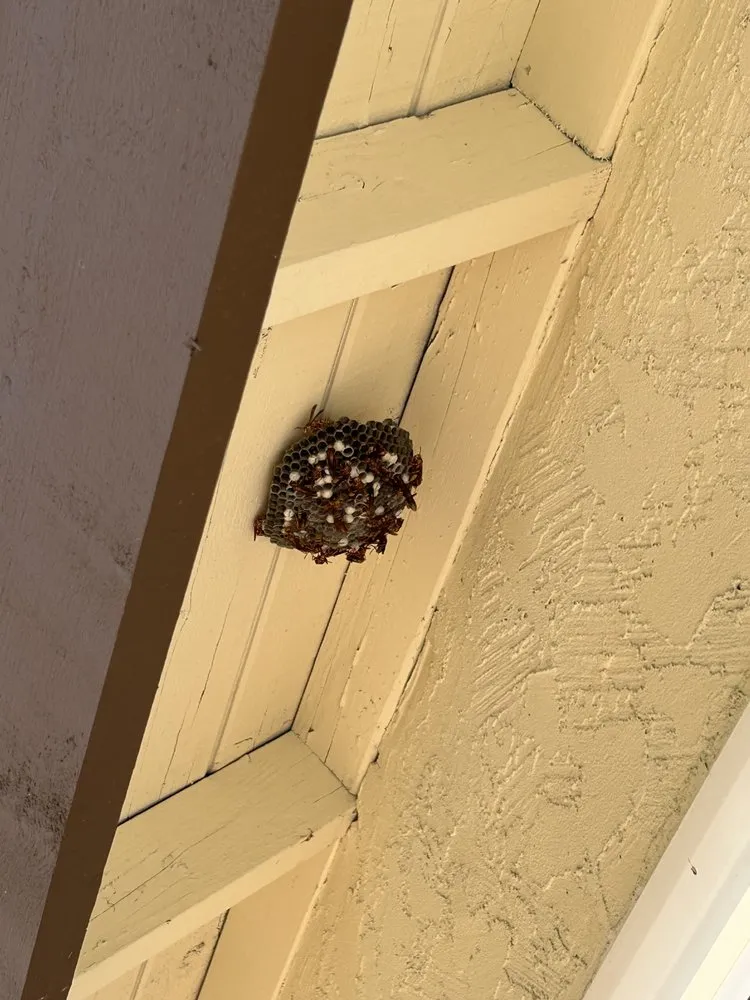 Paper wasp nest attached under the overhang of a roof soffit
