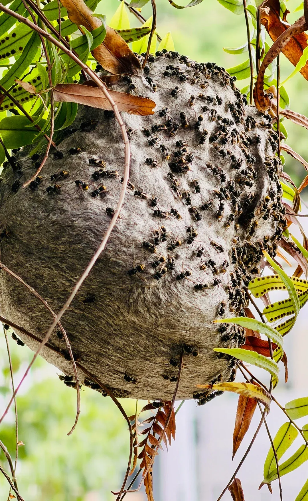 Large aerial wasp nest hanging in foliage with workers covering the surface