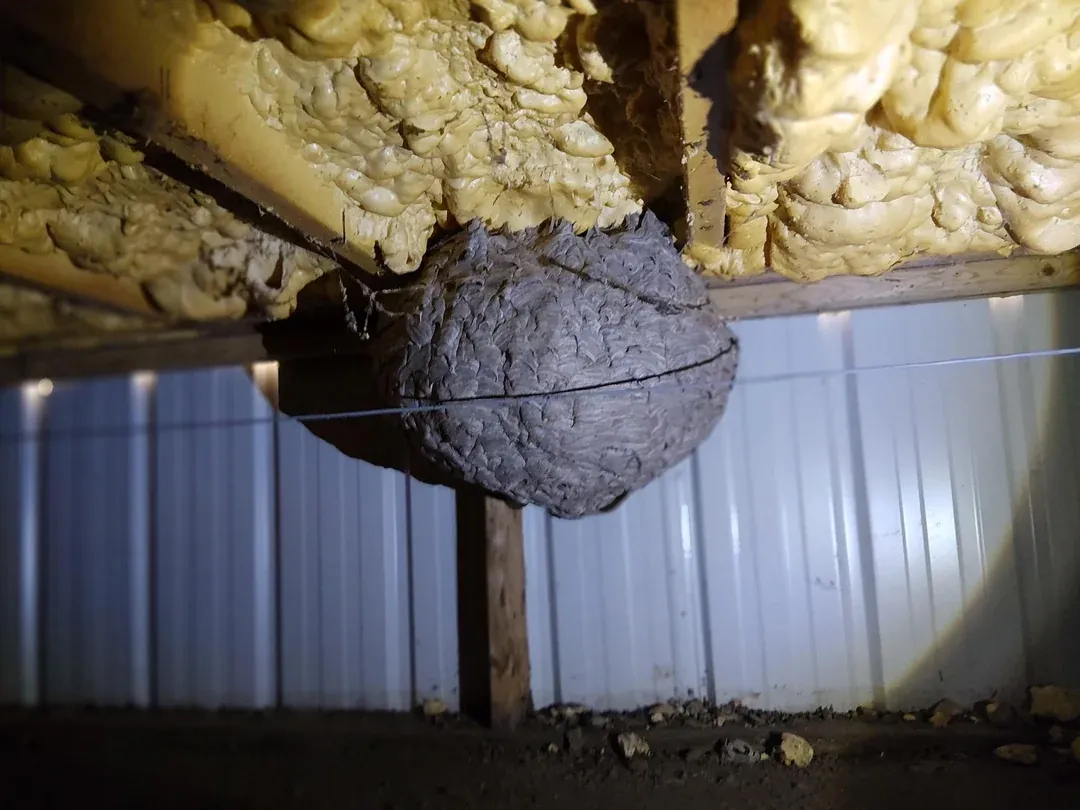 Large grey wasp nest built against insulation between floor joists in a crawlspace